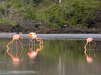 Flamant des Caraïbes