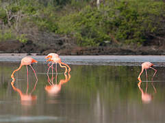 Flamant des Caraïbes