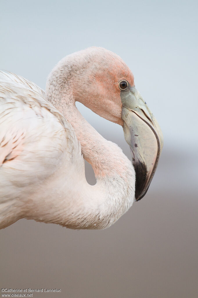 American Flamingoimmature