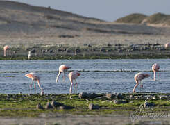 Chilean Flamingo