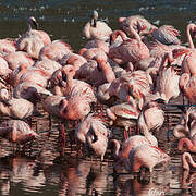 Lesser Flamingo