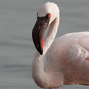 Lesser Flamingo