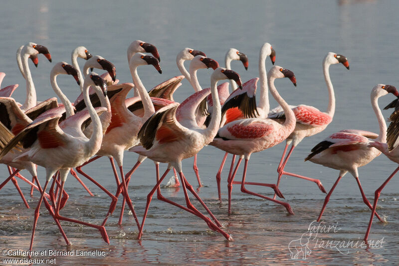 Lesser Flamingo, walking, Behaviour