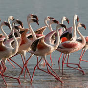 Lesser Flamingo