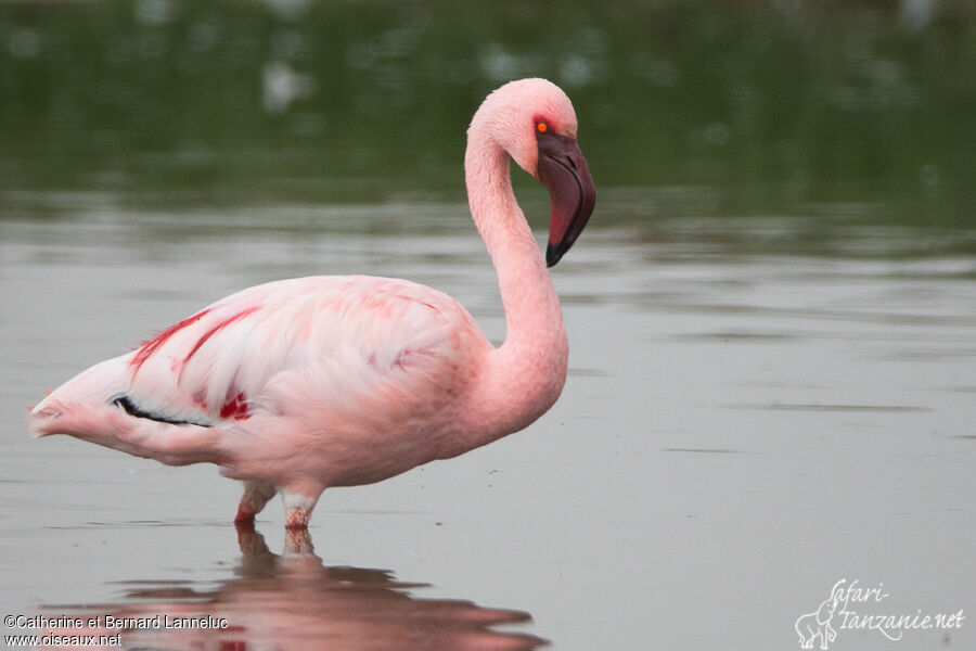 Flamant nainadulte, identification