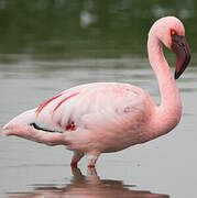 Lesser Flamingo