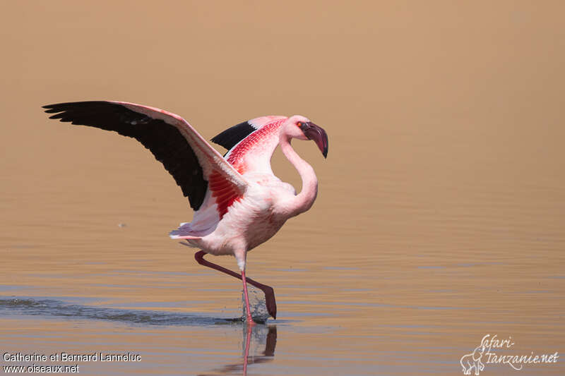 Lesser Flamingoadult breeding, pigmentation