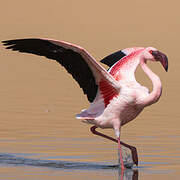 Lesser Flamingo