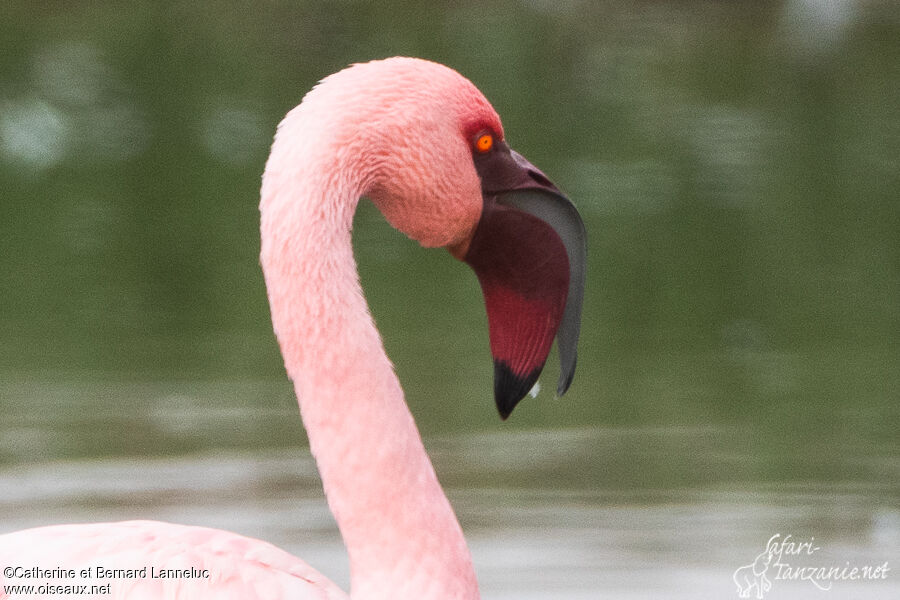 Lesser Flamingo