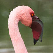 Lesser Flamingo