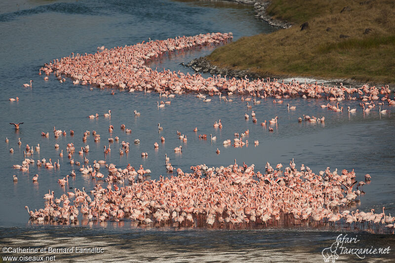 Lesser Flamingo, Behaviour