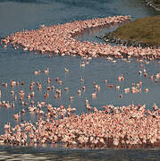 Lesser Flamingo