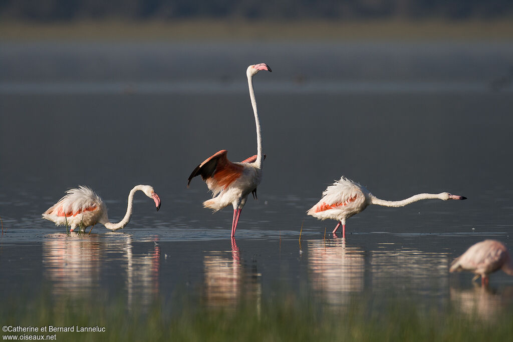 Flamant roseadulte