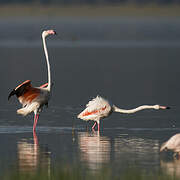 Greater Flamingo