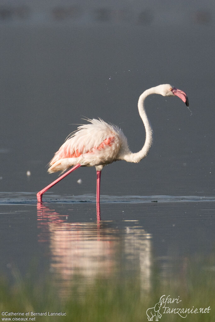 Flamant roseadulte, marche