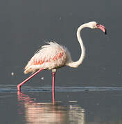 Flamant rose