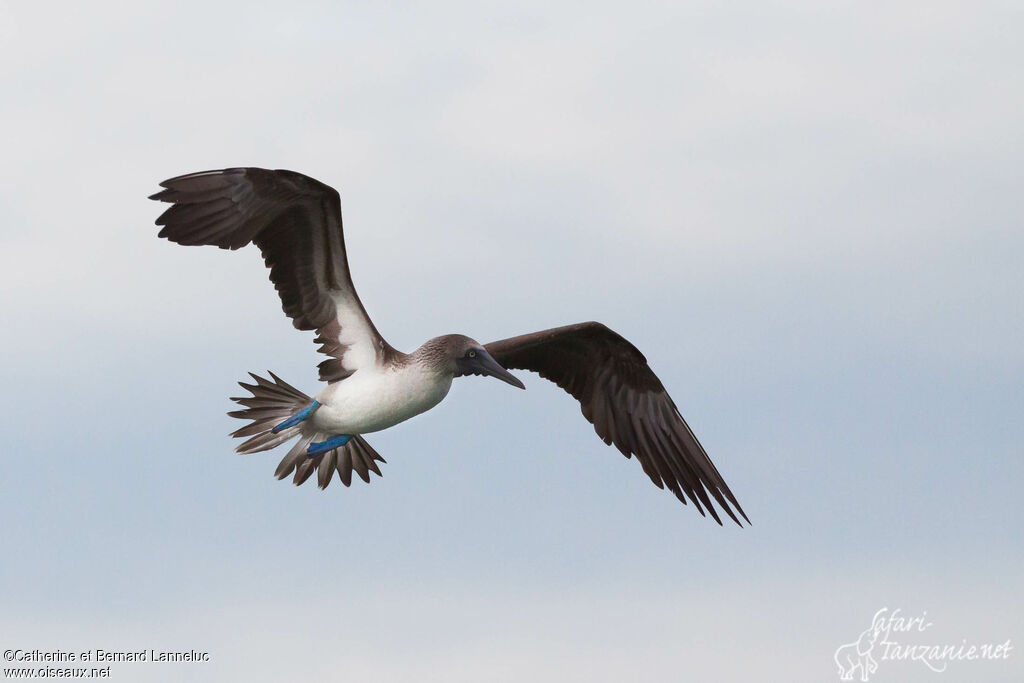 Blue-footed Boobyadult, Flight