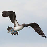 Blue-footed Booby