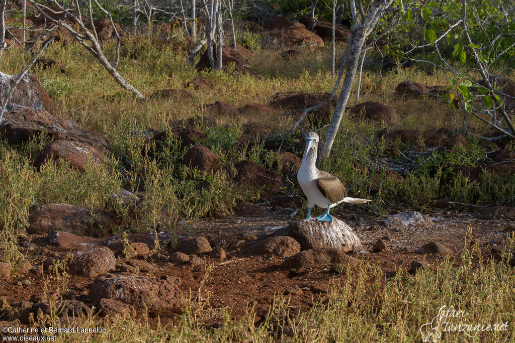 Blue-footed Booby