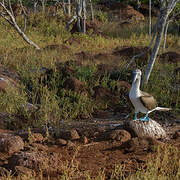 Blue-footed Booby