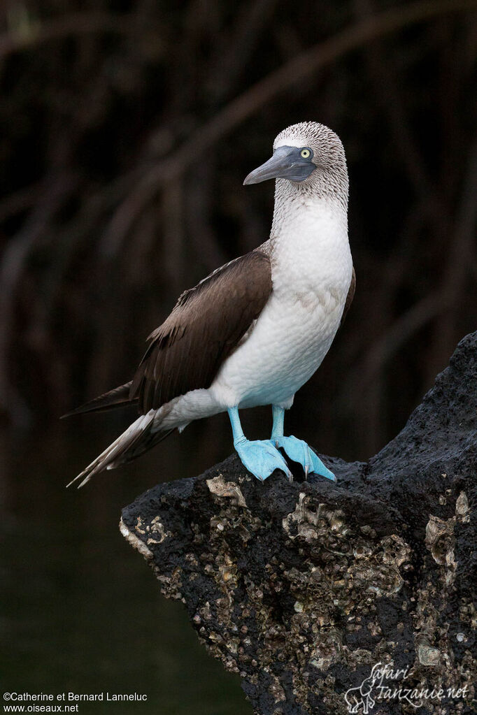 Blue-footed Boobyadult, identification