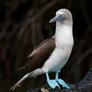 Blue-footed Booby