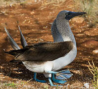 Blue-footed Booby