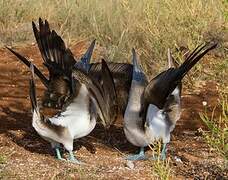 Blue-footed Booby