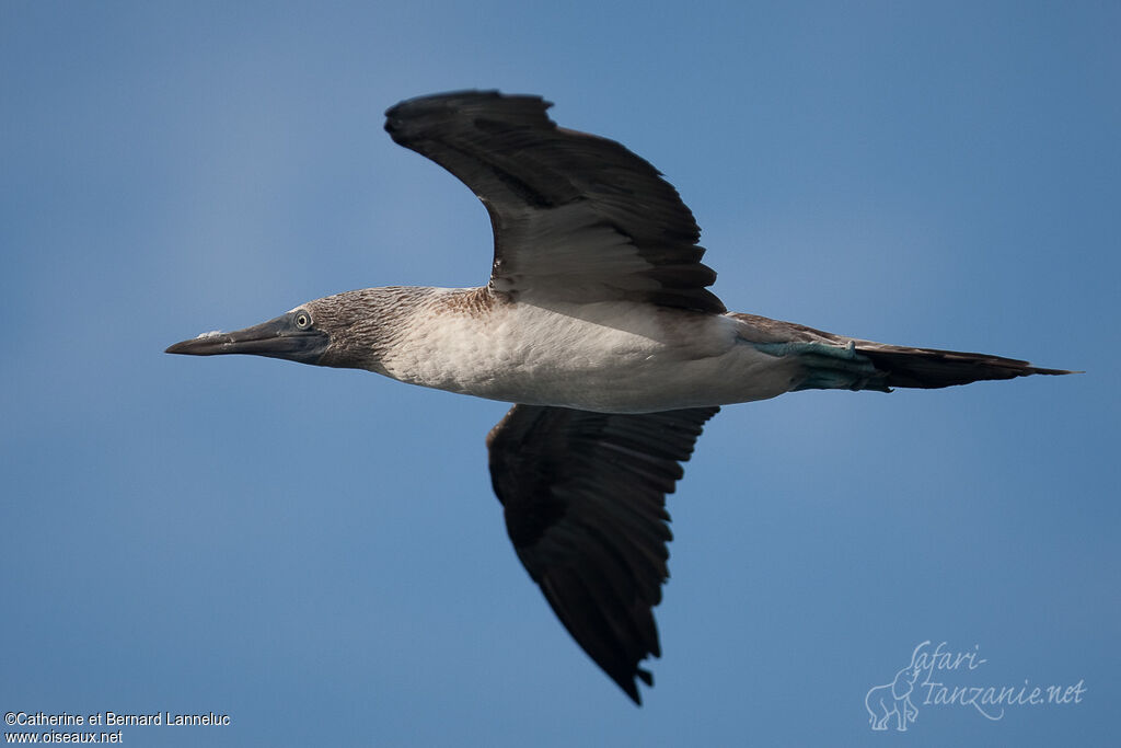 Blue-footed Boobyadult, Flight