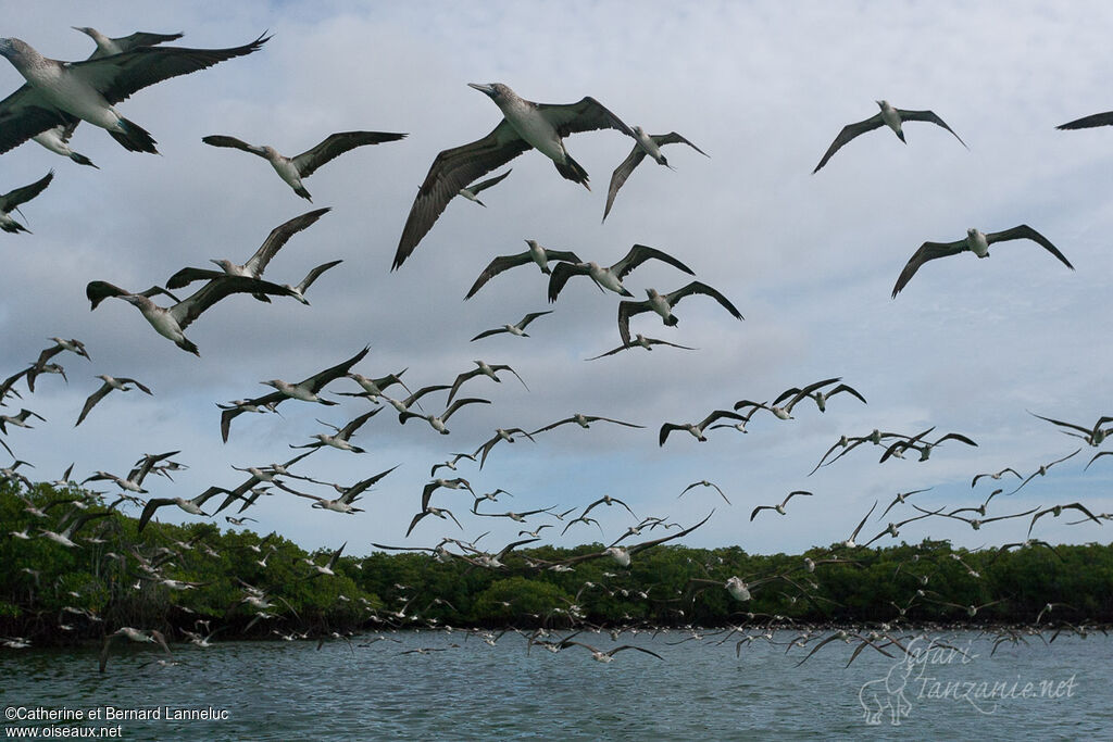 Blue-footed Boobyadult, Flight, fishing/hunting, Behaviour