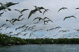 Blue-footed Booby