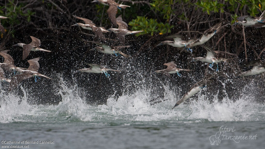 Fou à pieds bleus, régime, pêche/chasse, Comportement