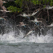 Blue-footed Booby