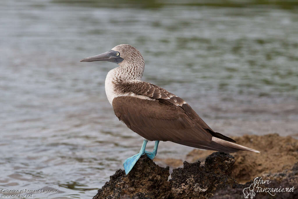 Blue-footed Boobyadult post breeding, identification