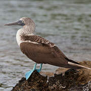 Fou à pieds bleus