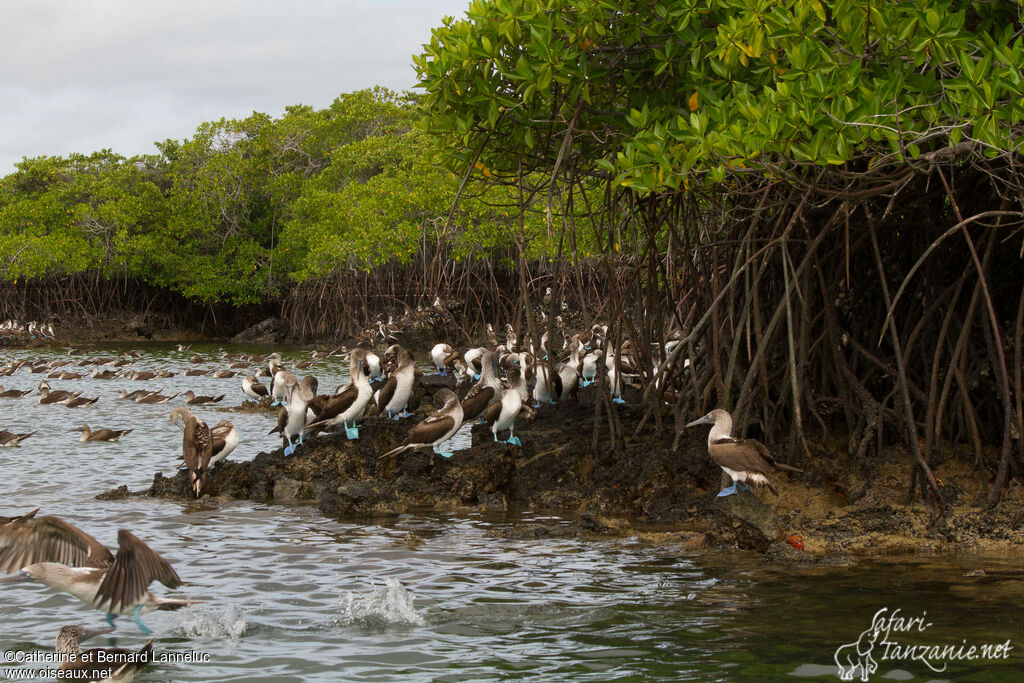 Fou à pieds bleus, habitat