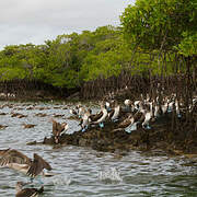 Blue-footed Booby