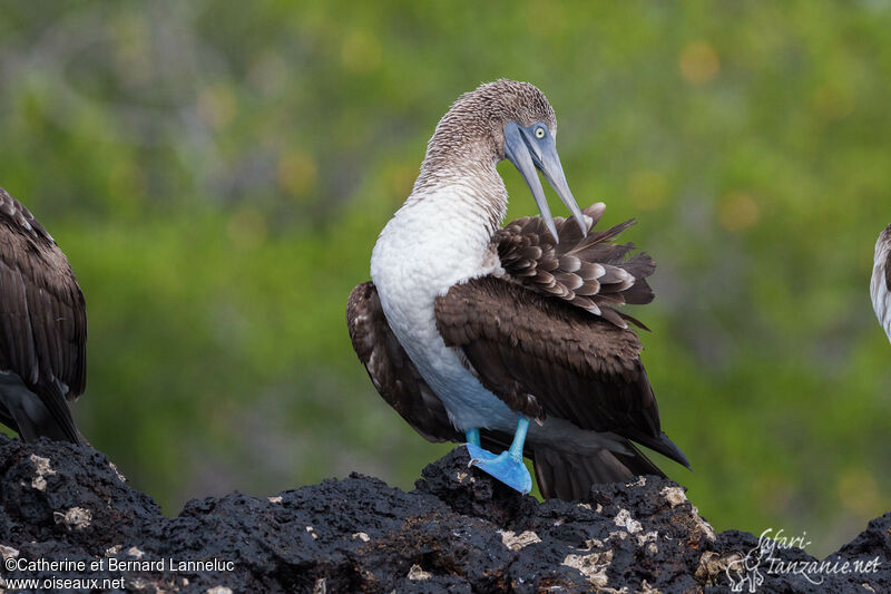 Blue-footed Boobyadult, care