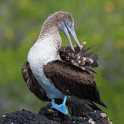 Blue-footed Booby