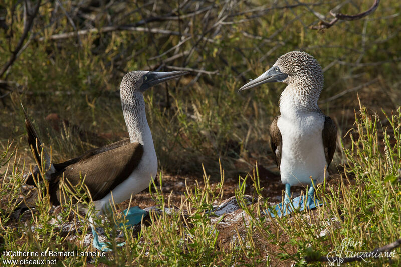 Blue-footed Boobyadult, courting display