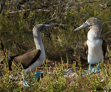 Blue-footed Booby