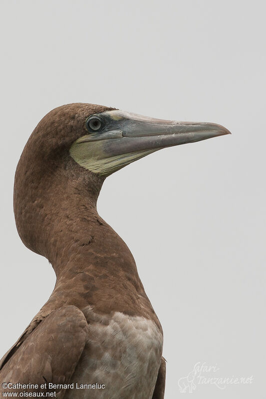 Brown Boobyimmature, close-up portrait