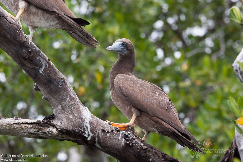 Brown Boobyjuvenile, identification