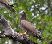 Brown Booby