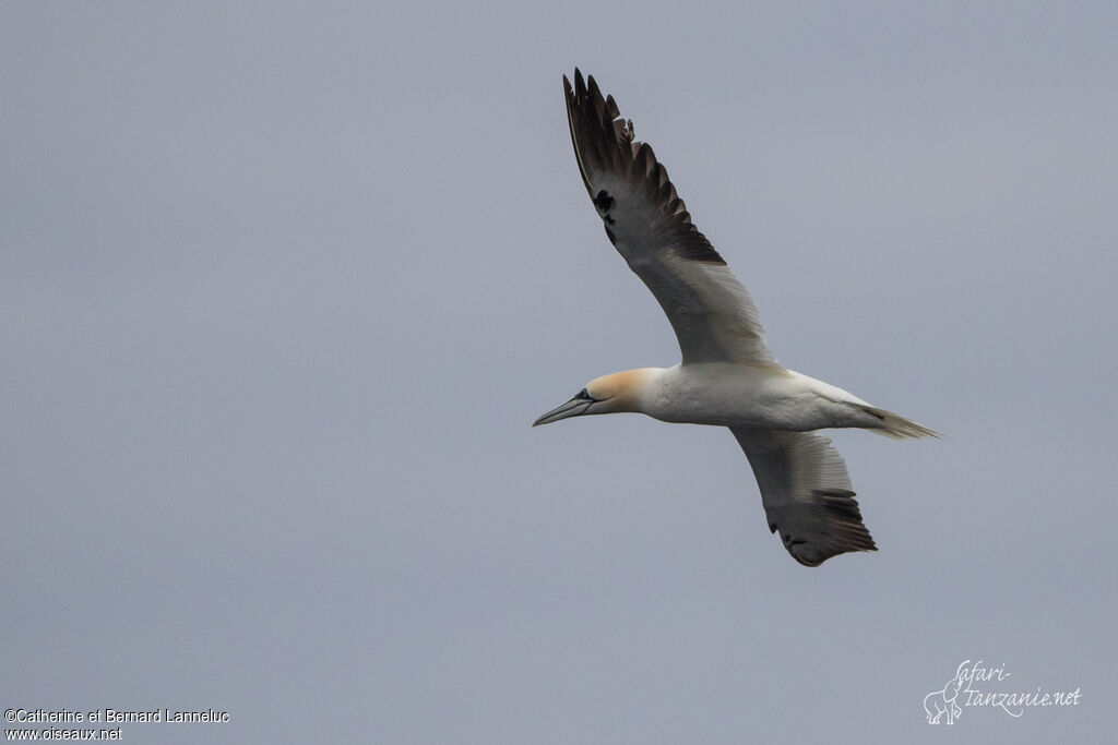 Northern Gannetadult, Flight