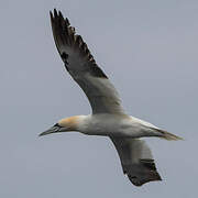 Northern Gannet