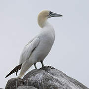 Northern Gannet