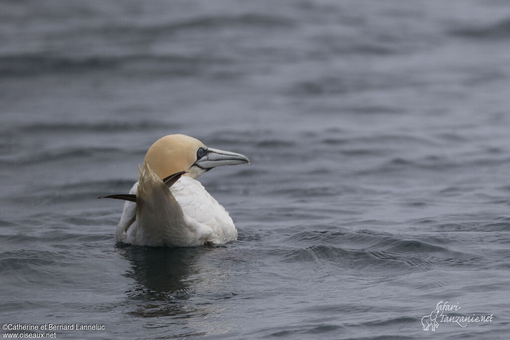 Northern Gannetadult