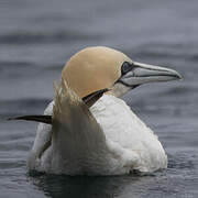 Northern Gannet