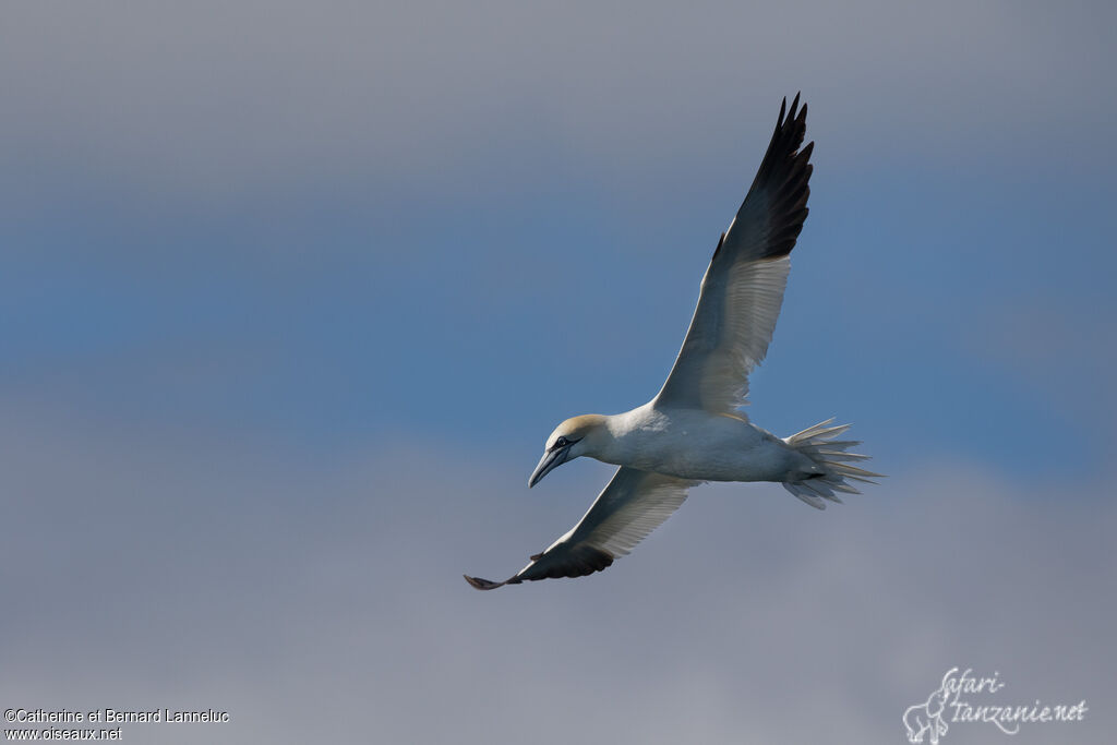 Northern Gannetadult, Flight